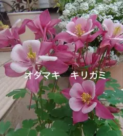 超貴重種 ゲラニウム ジェスターズジャケット 宿根草 種子12粒 花 種