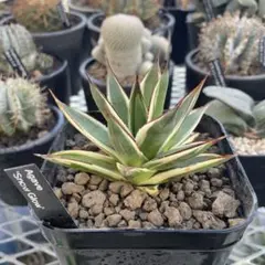 2026年最新】アガベ スノーグローの人気アイテム - メルカリ