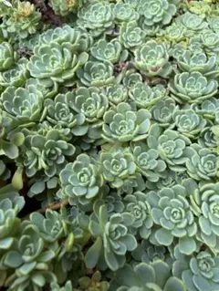 kazu様専用　速達　多肉植物　ローズセダム　パキクラドス　セダム カット苗8本のサムネイル