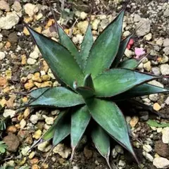 2025年最新】ブルーグロー錦の人気アイテム - メルカリ