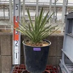 ユッカ フィリフェラA 国内実生株　鉢ごと発送　ドライガーデン　アガベ