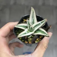 2025年最新】氷山 アガベの人気アイテム - メルカリ