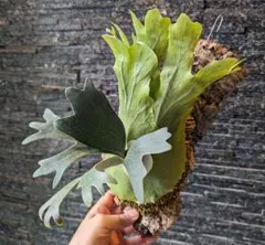 2026年最新】ウィリンキーの人気アイテム - メルカリ