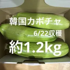 韓国カボチャ 애호박 カボッキー エホバク 農薬不使用 無農薬栽培