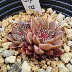 2025年最新】サボテン相談室の人気アイテム - メルカリ