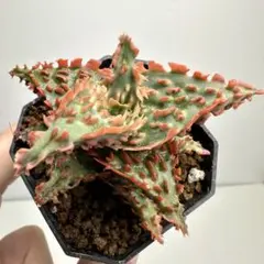 belfiore succulent産アロエ白タグ 親株 タグ付き - メルカリ