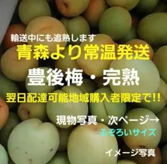 豊後梅　約1.1kgコンパクト　青森より常温発送ご理解者のみ　追熟・完熟のサムネイル
