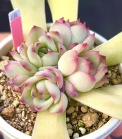 ゆか様 リクエスト 3点 まとめ商品