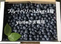 ブルーベリー1.5kgバラ詰め2箱