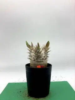 omochi8346様 リクエスト 2点 まとめ商品