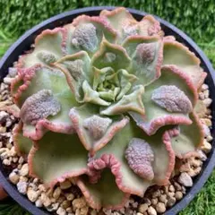 【サービス品@1580〜】バンプマディバ バンプマディバ – Bull Succulent