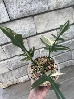 2025年最新】フロリダ トータムの人気アイテム - メルカリ