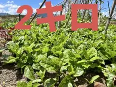 ツルムラサキ2キロ 青と紫の葉っぱ混ぜています。のサムネイル