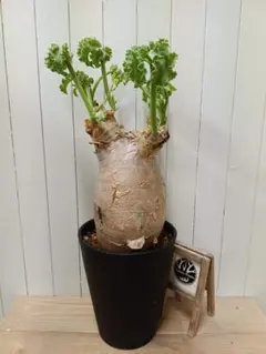 2025年最新】キフォステンマ マクロプスの人気アイテム - メルカリ