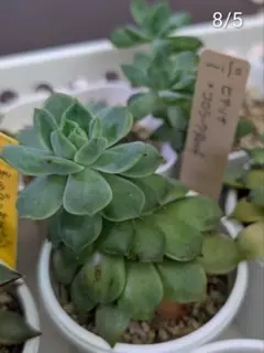 ヒアリナ×コロラータルーフ　札付き　ミソ苗のサムネイル