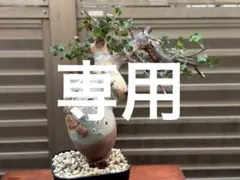 【SALE!23日23:59まで】コミフォラ ピュアカタフ ソマリア産 Commiphora kataf pure コミフォラ ピュアカタフ 発根済現地株 4