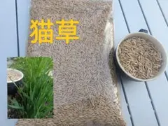 猫草　えん麦　たね　リピートの方増量★1500gのサムネイル