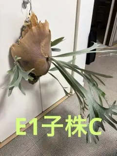 ビカクシダE-1子株Cのサムネイル