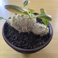 2026年最新】恵比寿笑いの人気アイテム - メルカリ