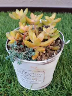 2026年最新】多肉植物ダシフィルムの人気アイテム - メルカリ