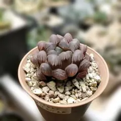 多肉植物　ハオルチア　氷灯玉露　根あり 楽天市場】氷灯オブツーサ錦 TK-10-66 ハオルチア 写真の子をお届け