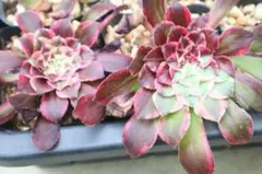 c*t様 アエオニウム 銅花順⑤⭐️お買い得 - メルカリ