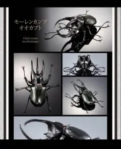 いきもの大図鑑アドバンス　オンライン版　モーレンカンプオオカブトのサムネイル