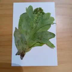 Item thumbnail for item c8c81578-8e29-4aa6-92e1-5ecbaa09b7b3