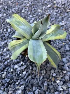 オバティフォリア　オルカ　訳あり 2025年最新】オバティフォリア オルカの人気アイテム - メルカリ