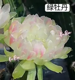 110-緑牡丹　超希少新品種　花サボテンロビビア属　群開複色咲　カキコのサムネイル