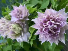 クレマチス 挿し穂 6本セットネコポス便発送 クレマチス 挿し穂 6本セットネコポス便発送