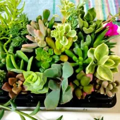 ①多肉植物♡エケベリア韓国苗詰め合せ♡セダムカット苗セット♡現品
