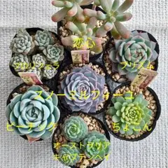 多肉 ミックスベリア スノーミルフィーユ 抜き苗 7種セット B