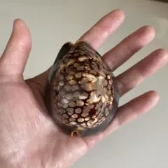 七海様 リクエスト 2点 まとめ商品