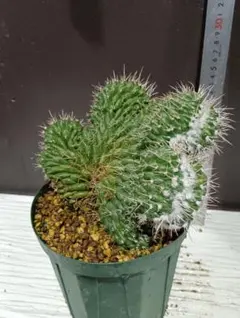 2025年最新】白竜丸 サボテンの人気アイテム - メルカリ