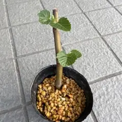 【太さ1.0~2.0cm程度、ロング】イチジク挿し木用穂木　92本 How to grow figs by cuttings] A horticultural farmer demonstrates