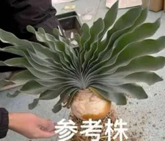 2025年最新】ブーファン ハエマンソイデスの人気アイテム - メルカリ