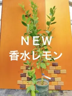 3838様 リクエスト 2点 まとめ商品