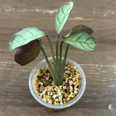 クテナンテ　アマグリス　カップ付