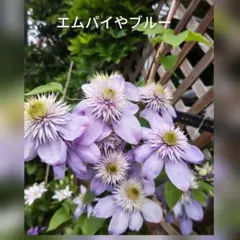 クレマチスの挿し木苗 0424-9 - メルカリ