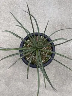 2026年最新】ユッカ フィリフェラの人気アイテム - メルカリ