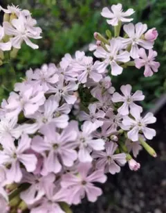 EN様 リクエスト 2点 まとめ商品