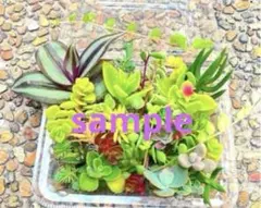 多肉植物 カット苗 20種類のサムネイル