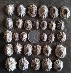 しげ吉様 リクエスト 2点 まとめ商品