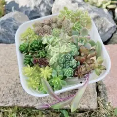 多肉植物☆12種類以上☆セダム☆20☆のサムネイル