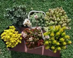 多肉植物　セダム６種　抜き苗でーす。
