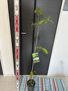ポポー ミッチェル 苗木 約130cm 大苗 実付き - メルカリ