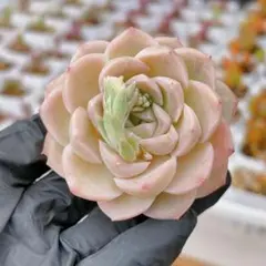 kchan様 リクエスト 6点 まとめ商品