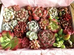 maruo〜プロフ必須♡*ᕷ˖°様 リクエスト 2点 まとめ商品