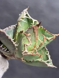 2026年最新】アガベ星空の人気アイテム - メルカリ